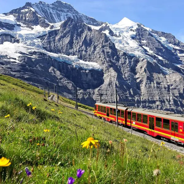 A red train travels through a picturesque mountain landscape with alpine flowers in the foreground.